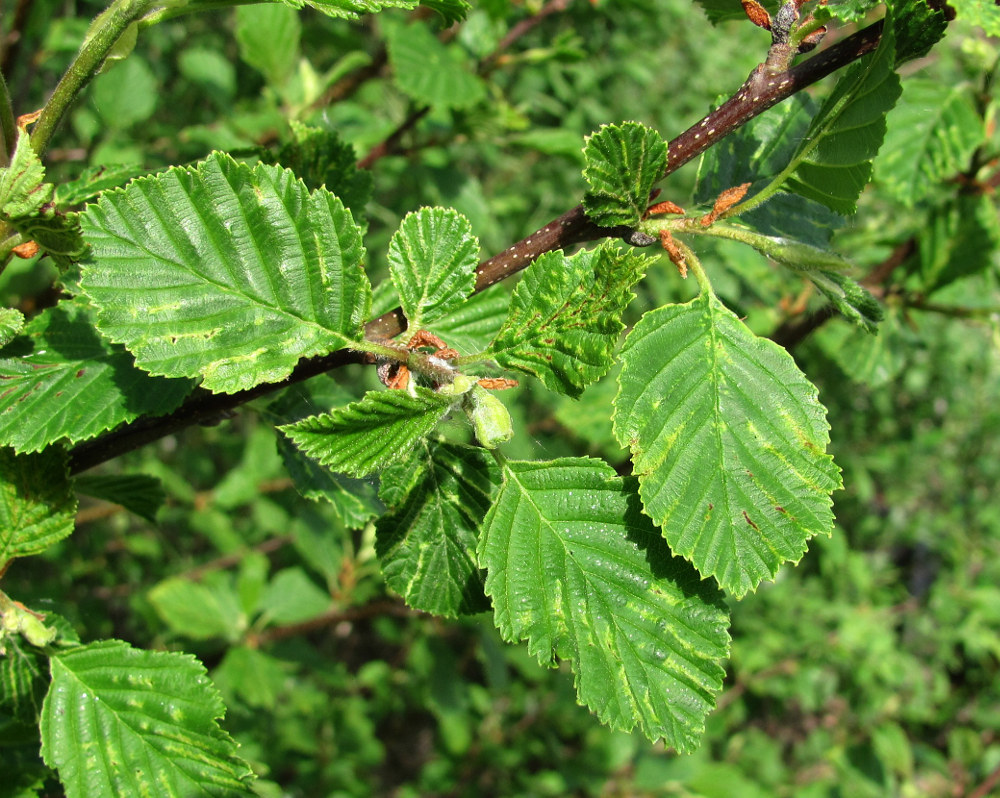 Изображение особи Alnus incana.