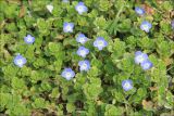 Veronica persica