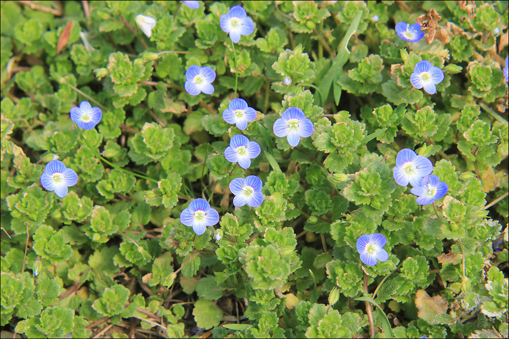 Image of Veronica persica specimen.