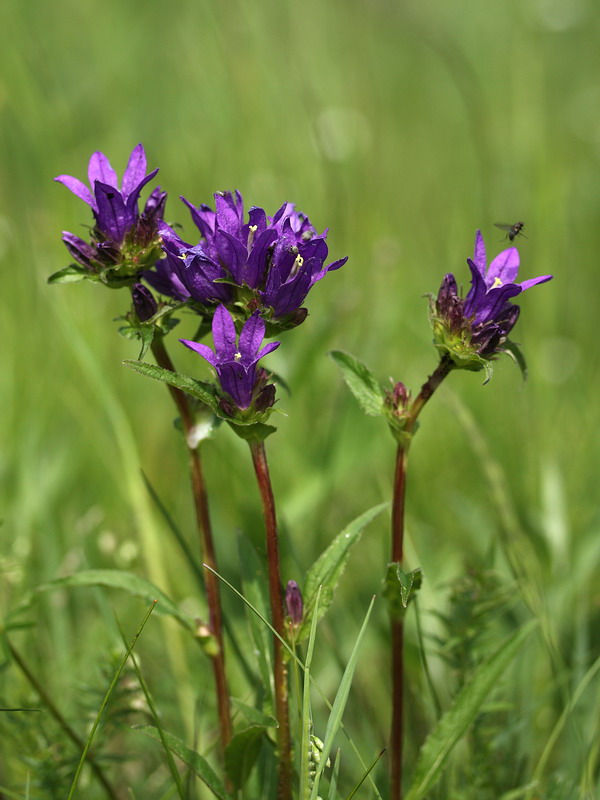Image of Campanula glomerata specimen.