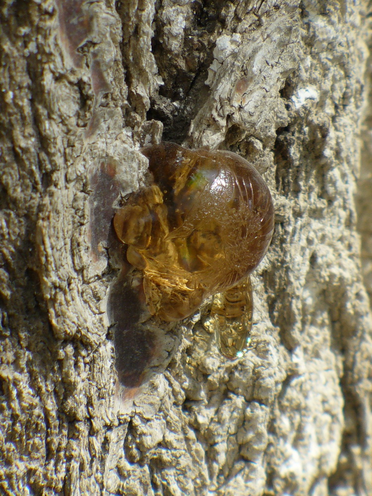 Image of Armeniaca vulgaris specimen.