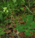 Aquilegia