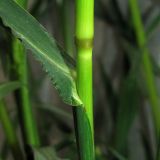 Echinochloa crus-galli