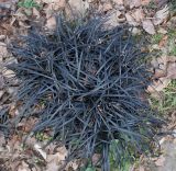 Ophiopogon planiscapus. Перезимовавшее растение ('Nigrescens'). Германия, г. Дюссельдорф, Ботанический сад университета. 02.03.2014.