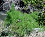 Prangos ferulacea