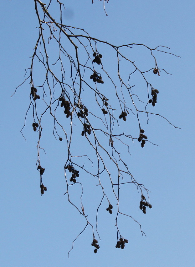 Image of Alnus hirsuta specimen.