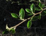 Cotoneaster melanocarpus