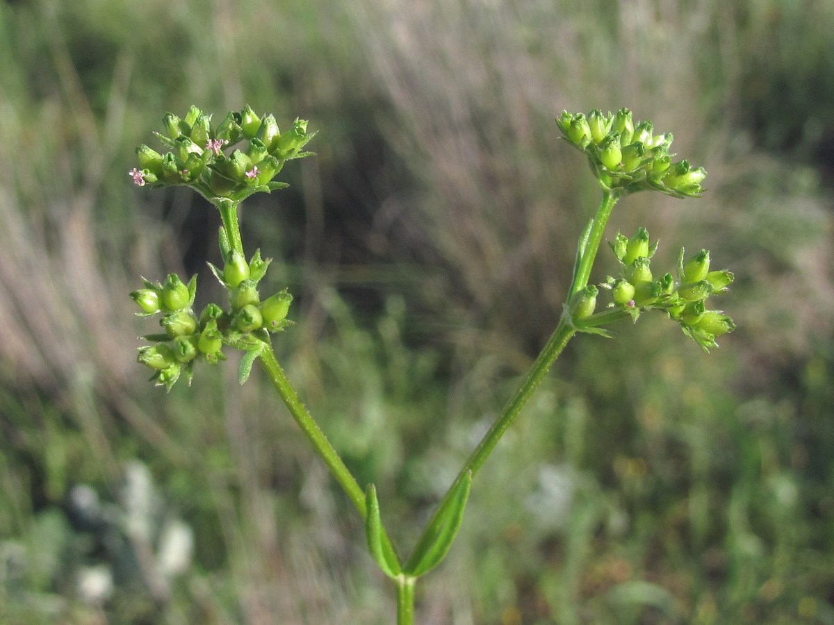 Изображение особи Valerianella pontica.