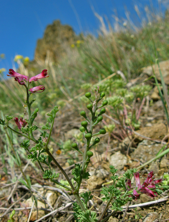 Изображение особи Fumaria officinalis.