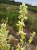 Stachys pubescens. Соплодие. Краснодарский край, м/о Анапа, окр. пос. Мал. Утриш, приморский травяной склон. 01.06.2014.