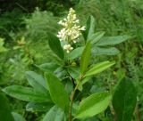 Ligustrum vulgare. Ветка цветущего растения. Ставропольский край, г. Кисловодск, на высоте около 883 м н.у.м. (43°53′33,73″ с.ш., 42°43′18,67″ в.д.). 04.06.2014.