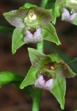 Epipactis persica. Цветки. Крым, окр. Ялты, гора Лапата, сосновый лес. 21 июня 2014 г.