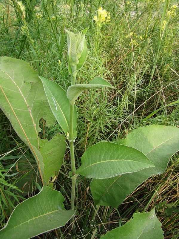 Изображение особи Inula helenium.