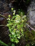 Saxifraga rivularis