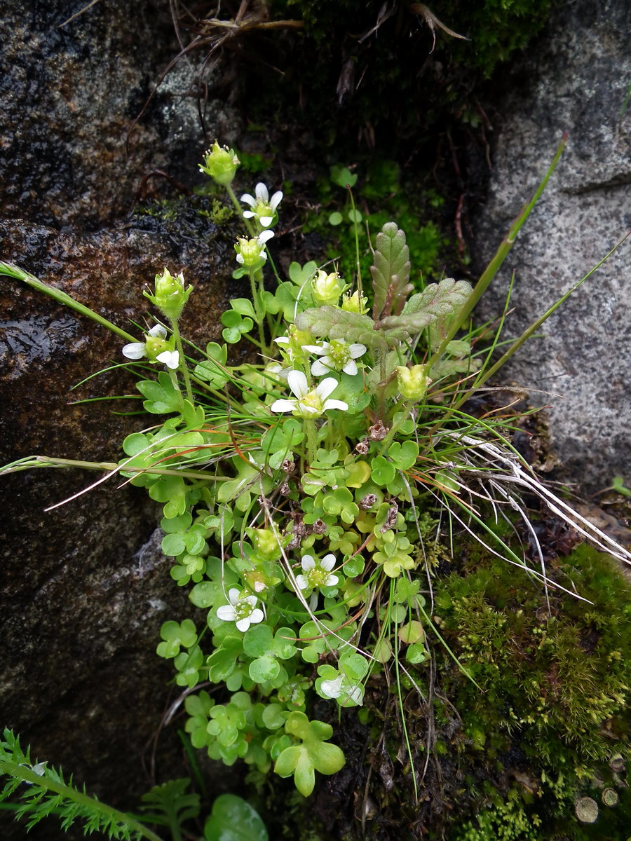 Изображение особи Saxifraga rivularis.