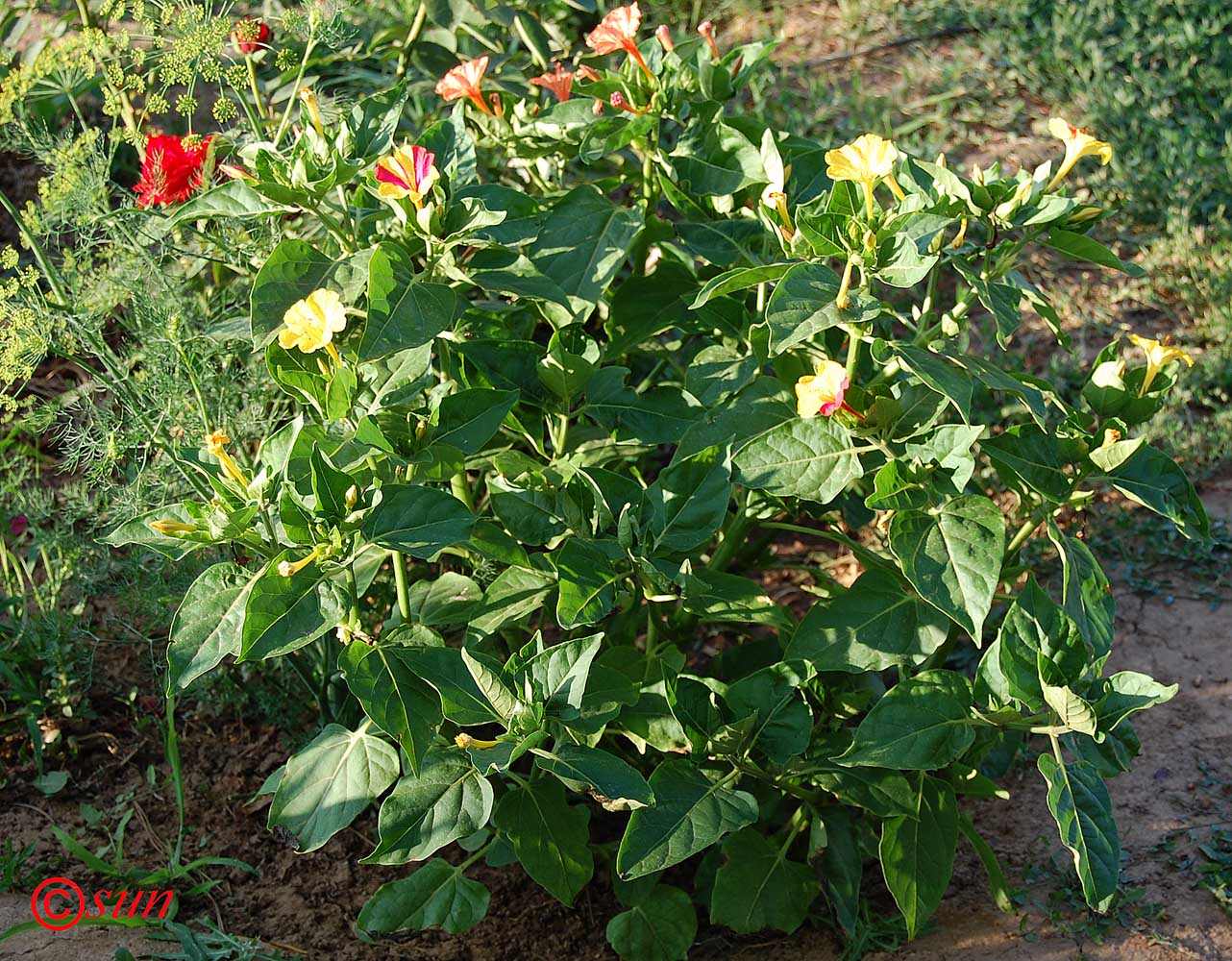 Изображение особи Mirabilis jalapa.