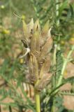 Astragalus borysthenicus. Соплодие. Крым, окр. Феодосии, песчаный пляж к западу от пос. Приморский. 10 июля 2014 г.