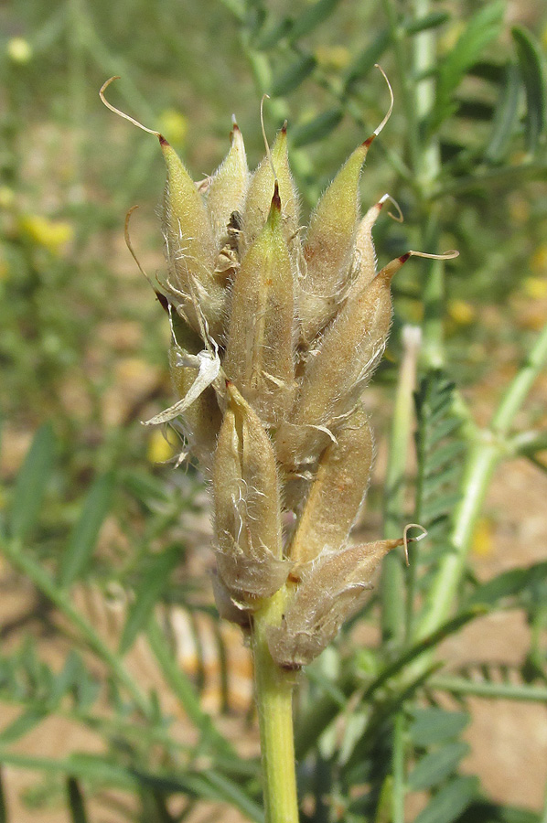 Image of Astragalus borysthenicus specimen.