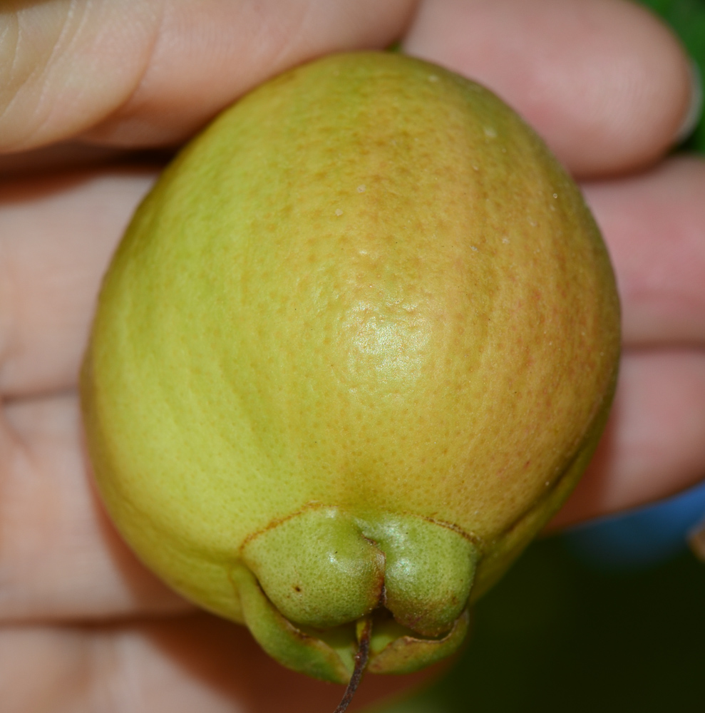 Image of Syzygium jambos specimen.
