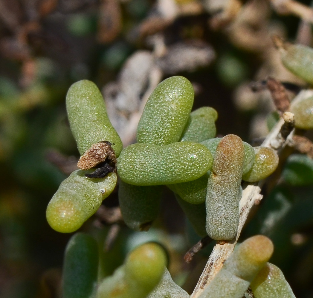 Изображение особи Suaeda fruticosa.