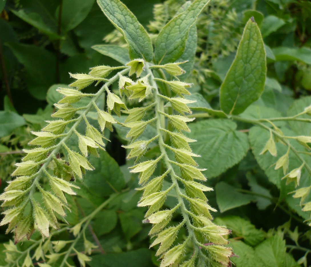 Image of Symphytum caucasicum specimen.