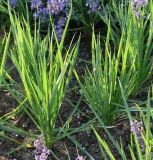 Tragopogon porrifolius. Листья. Германия, г. Дюссельдорф, Ботанический сад университета. 03.06.2014.