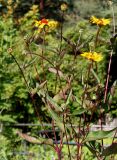 Heliopsis helianthoides subspecies scabra. Цветущее растение. Германия, г. Дюссельдорф, Ботанический сад университета. 03.07.2014.