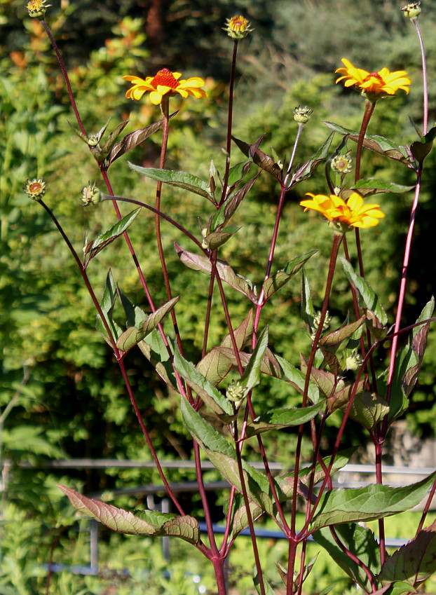 Image of Heliopsis helianthoides ssp. scabra specimen.