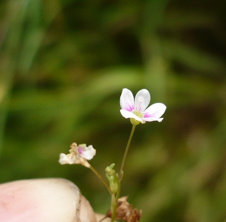 Image of Veronica anagallis-aquatica specimen.