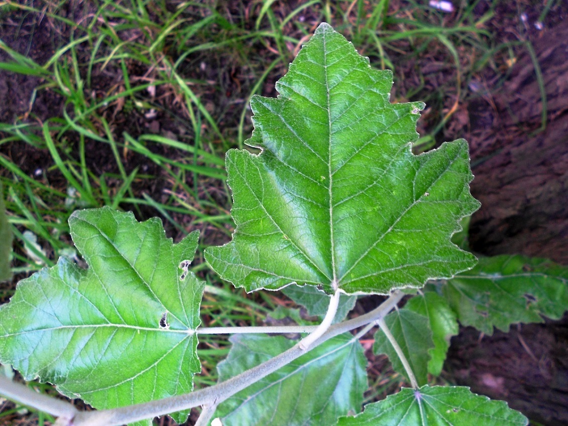 Изображение особи Populus &times; canescens.