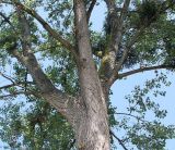 Populus deltoides. Верхняя часть ствола и скелетные ветви кроны дерева, поражённого Омелой белой (Viscum album). Германия, г. Дюссельдорф, Ботанический сад университета. 03.07.2014.