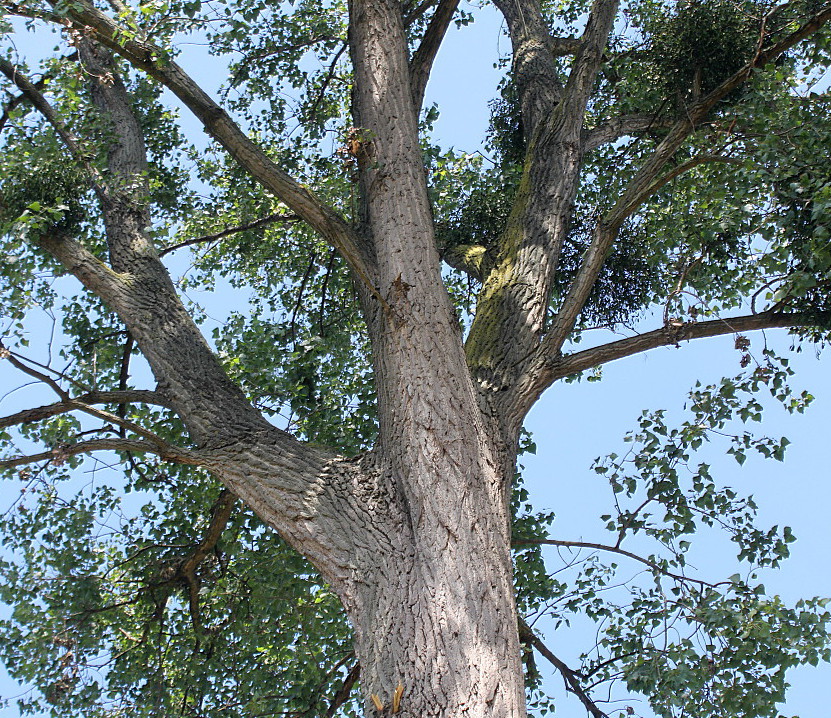 Изображение особи Populus deltoides.