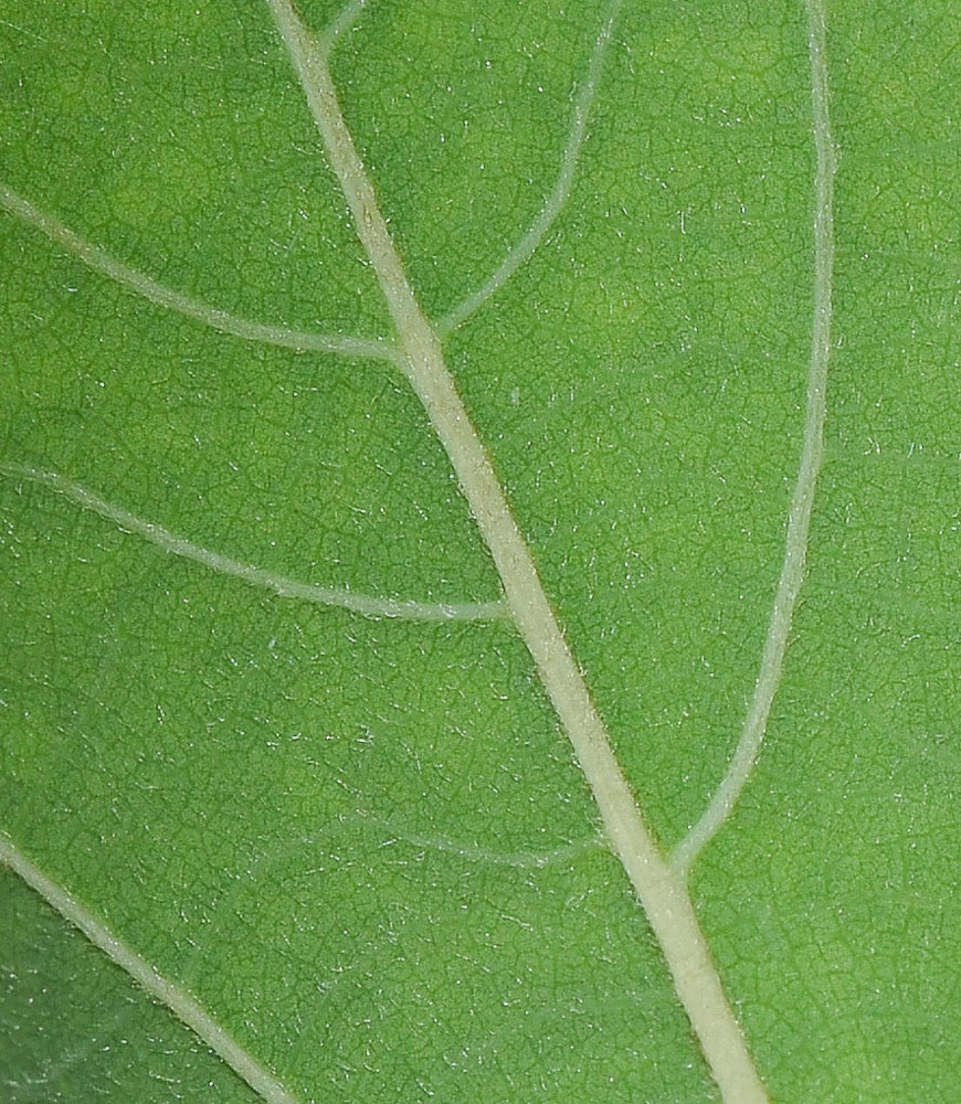 Image of Annona &times; atemoya specimen.