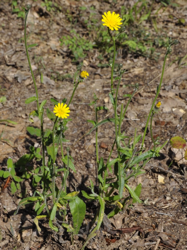 Image of Picris hieracioides specimen.