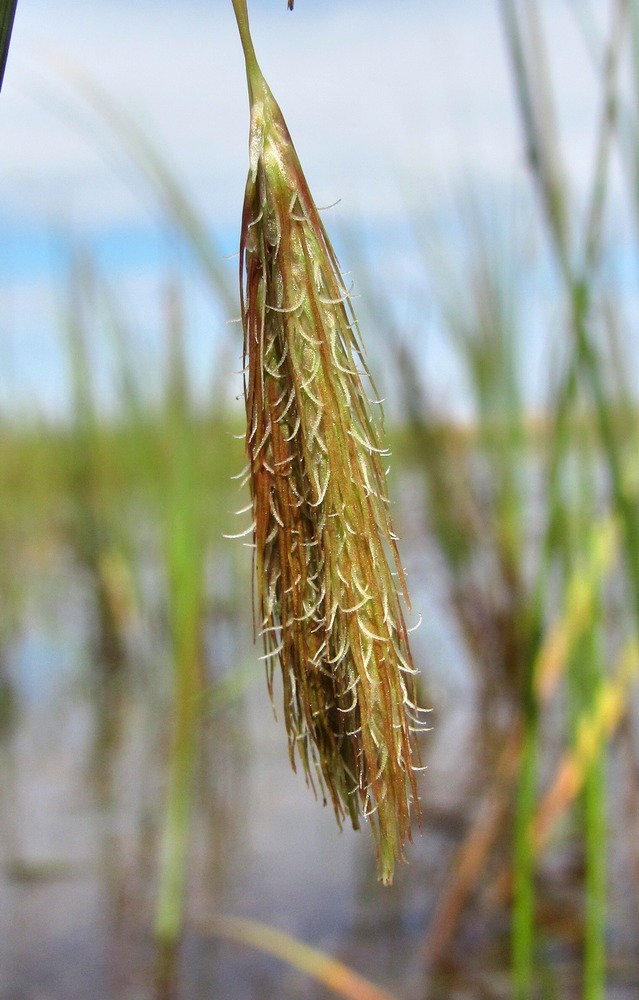 Изображение особи Carex paleacea.