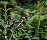 Cirsium heterophyllum. Верхушка побега с нераскрывшимися соцветиями. Московская обл., Раменский р-н, окр. ж.-д. платформы Хрипань, просека под ЛЭП. 01.06.2014.