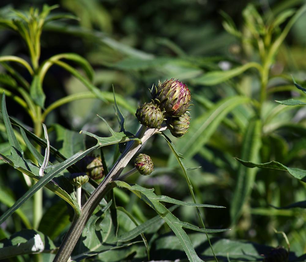 Изображение особи Cirsium heterophyllum.