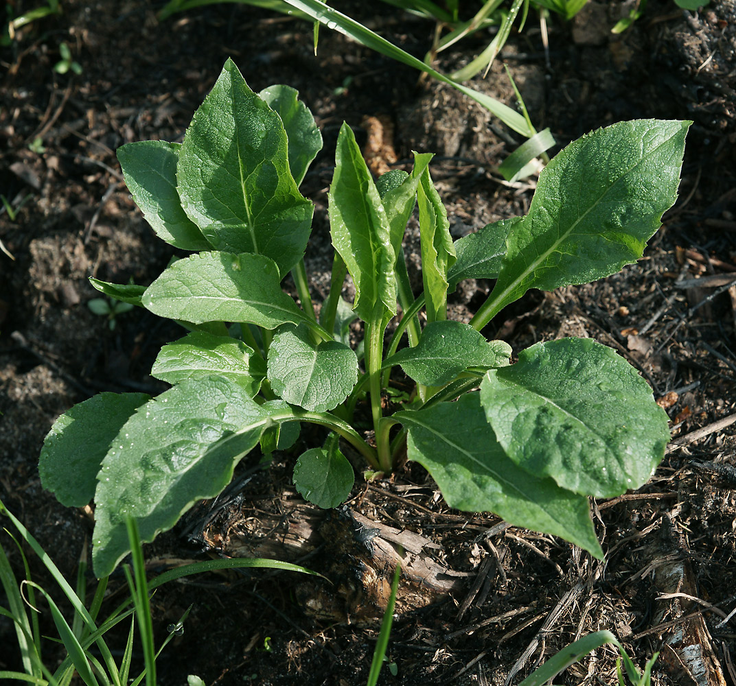 Изображение особи Solidago virgaurea.