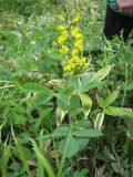 Thermopsis lupinoides