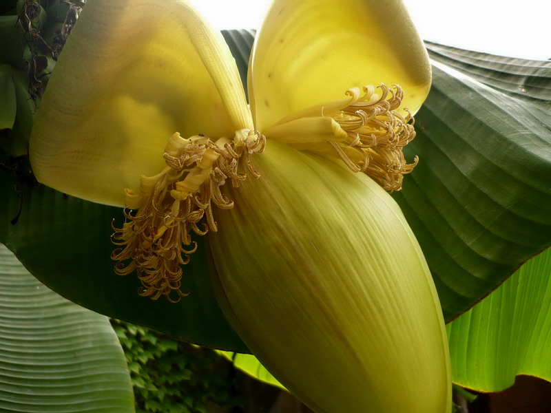 Image of Musa basjoo specimen.