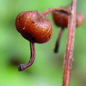 Image of Pyrola japonica specimen.