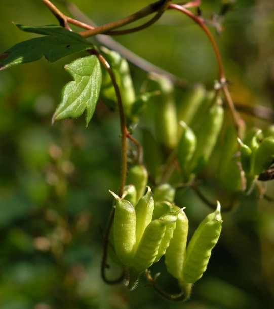 Изображение особи Aconitum subvillosum.