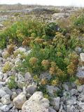 Crithmum maritimum