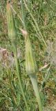 Tragopogon подвид major