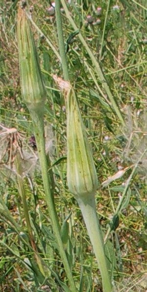 Изображение особи Tragopogon dubius ssp. major.