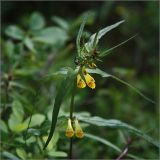 Melampyrum pratense