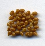 Image of taxon representative. Author is Николай Дегтярёв