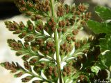 Asplenium billotii