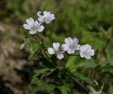 Geranium asiaticum