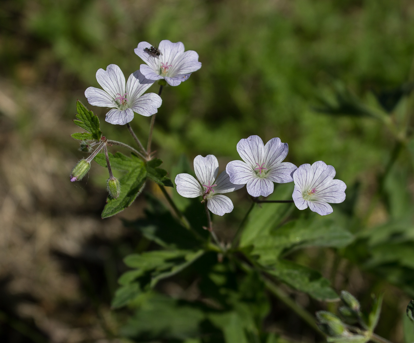 Image of Geranium asiaticum specimen.